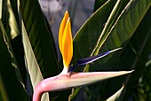 Bird of paradise (Strelitzia reginae)
