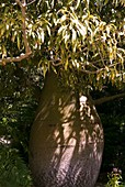 Bottle tree (Brachychiton rupestris)