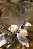 Eucalyptus macrocarpa flower buds