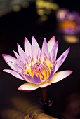 Waterlily (Nymphaea capensis) flower