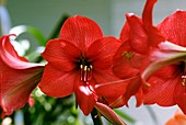 Hippeastrum 'Red Rival' flowers