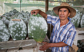 Cacti farm for cochineal insects,Mexico