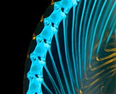 Chameleon embryo spine and ribs