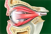 Muscles of the eye,illustration