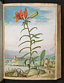 Orange lily,16th century illustration