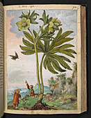 Helleborus viridis,illustration