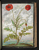 Poppy (Papaver sp.),illustration