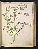Medicinal plant,illustration