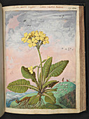 Oxlip (Primula elatior),illustration