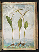 Ophioglossum vulgatum,illustration