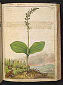Ophri plant,illustration