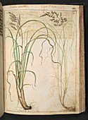 Grasses,16th century illustration