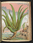Aloe,16th century illustration