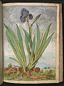 Iris,16th century illustration