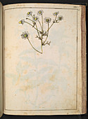 Camomile (Matricaria chamomilla)