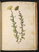 Eupatorio plant,illustration