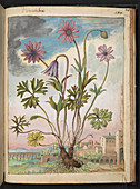 Fiammola plant,illustration
