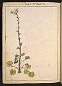 Saxifraga sp.,16th century illustration