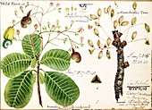 Fruits of Indian trees,illustration