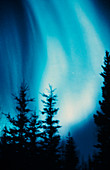 Aurora borealis over spruce trees,Alaska