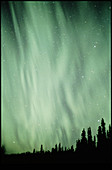 Aurora borealis or northern lights over a forest