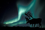 Aurora borealis and caribou