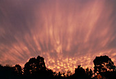Mammatus cloud formation