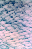 Photograph of cirrocumulus clouds