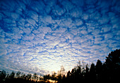 Mackerel sky altocumulus clouds
