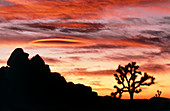 Lenticular cloud,Joshua Tree NM,sunset