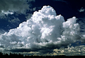 Billowing bank of cumulus clouds