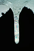 Polarised light photograph of a icicle