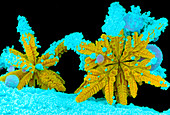 Coloured SEM of two ice crystals