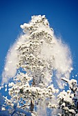 Snow falling from a tree