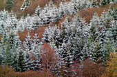 Tarset Valley in winter