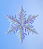 Snowflake,light micrograph