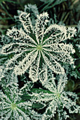 Hoar frost on leaves of garden lupin
