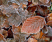 Hoar frost on dead fallen leaves