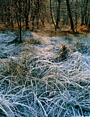 Frosty woodland edge