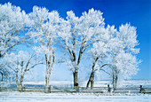 Hoar frost-covered trees