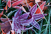 Frosted Japanese maple leaves