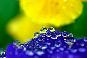 Dew droplets on a flower