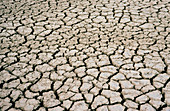 Pattern of cracks in dried mud