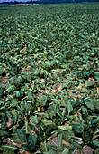 Drought stricken sugar beet