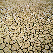 Mud cracking during a drought