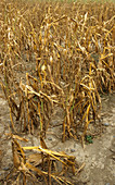 Drought stricken maize crop