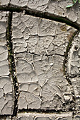 Cracked mud