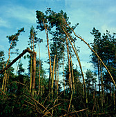 Hurricane wind damage to Wensum forest,England