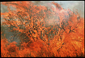 Bush fire in West Australia