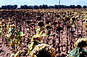 Burnt sunflowers,2003 European drought